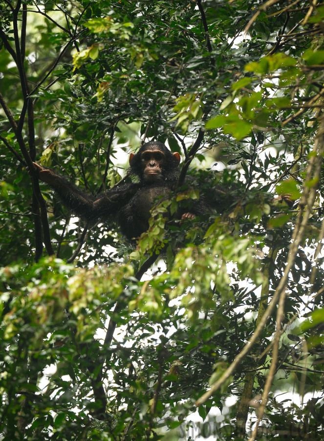 Pan troglodytes schweinfurthii [400 mm, 1/400 sec at f / 5.6, ISO 1600]